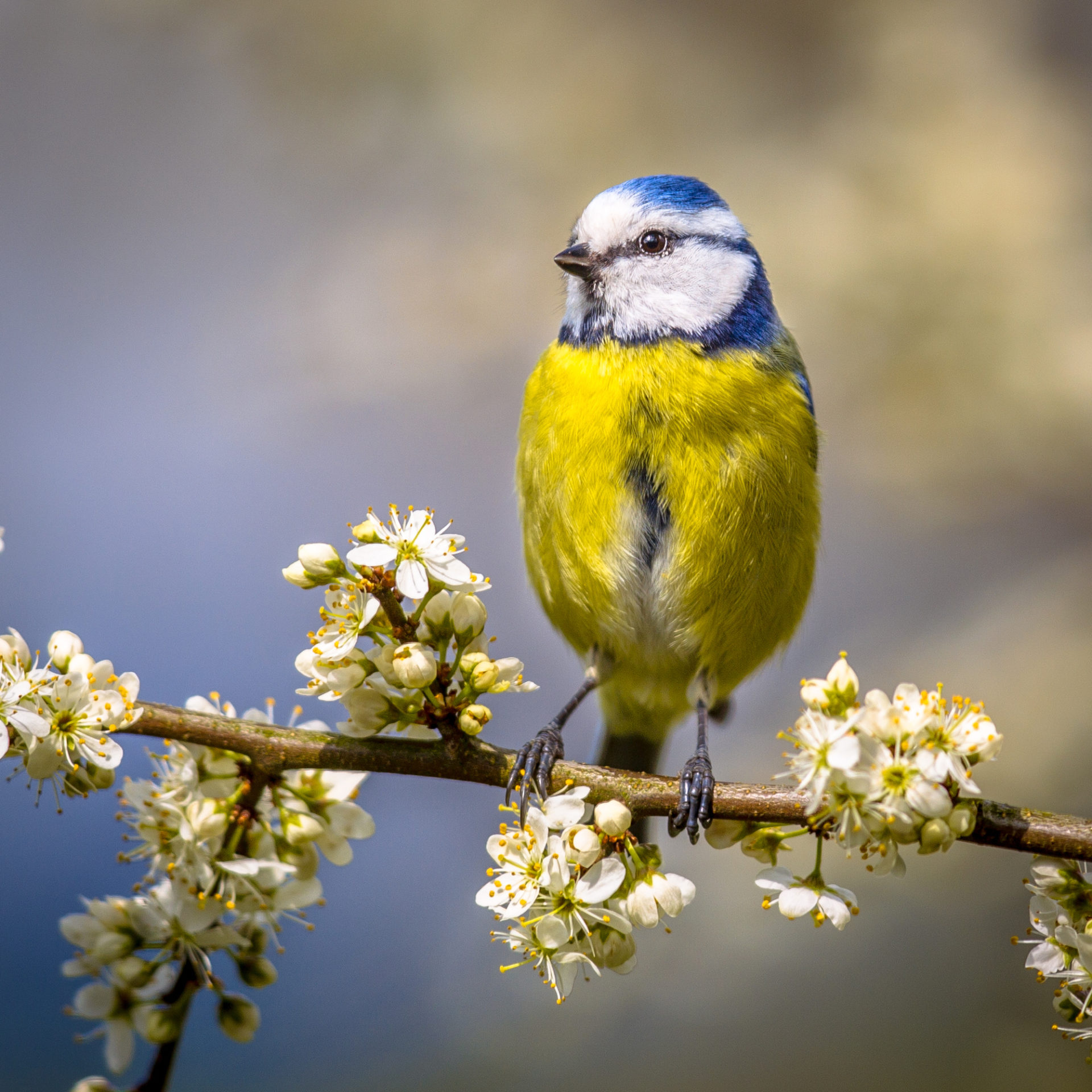 Bluetit on a hawthorn branch