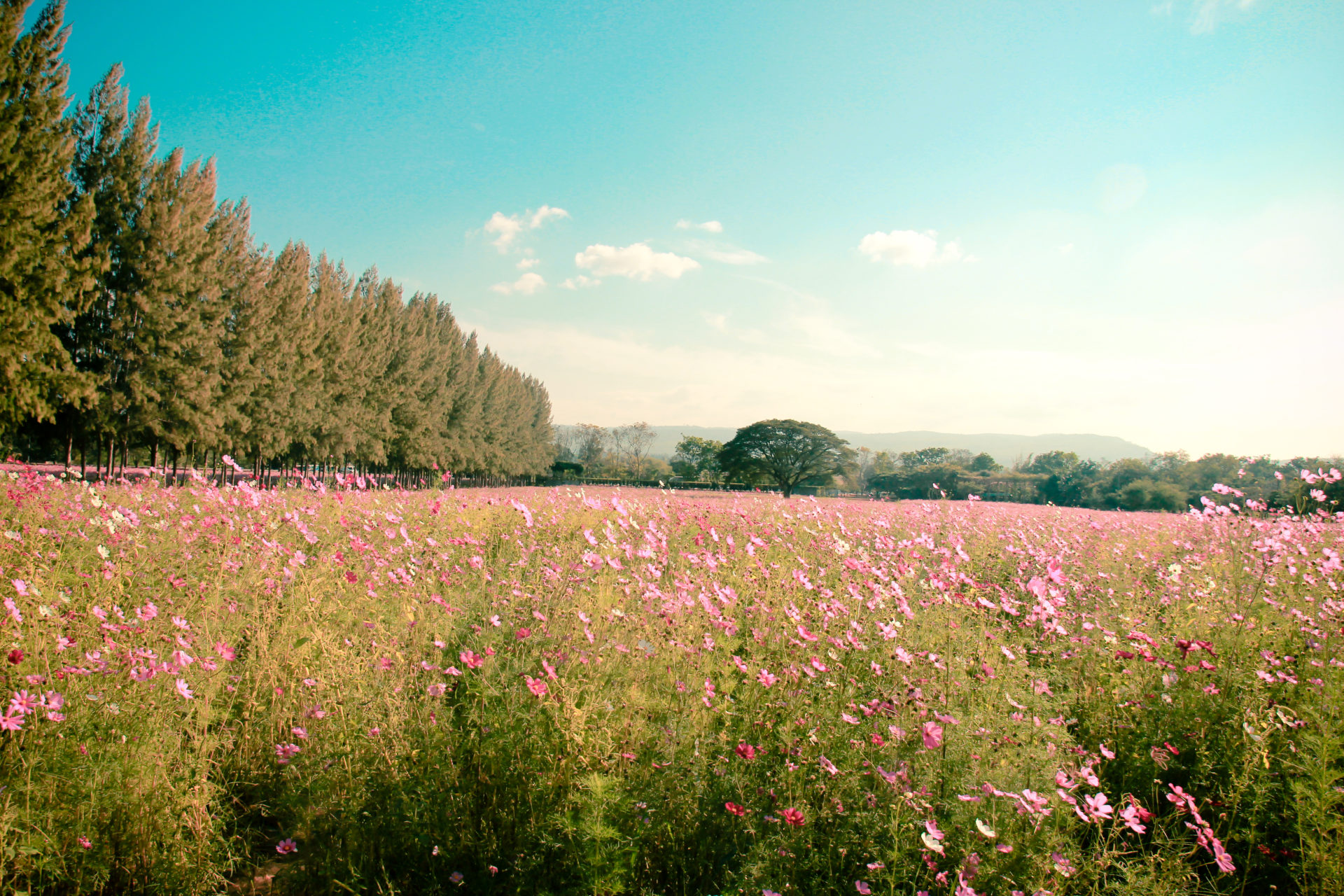 A nature walk scene